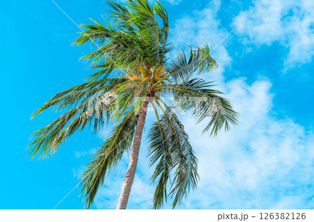 Coconut trees and clear sky on an island in summer,View from below into a coconut plantation on the island. Coconut trees and clear sky on an island in summer,View from below into a coconut plantation on the island. 126382126