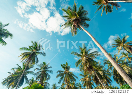 Coconut trees and clear sky on an island in summer,View from below into a coconut plantation on the island. Coconut trees and clear sky on an island in summer,View from below into a coconut plantation on the island. 126382127