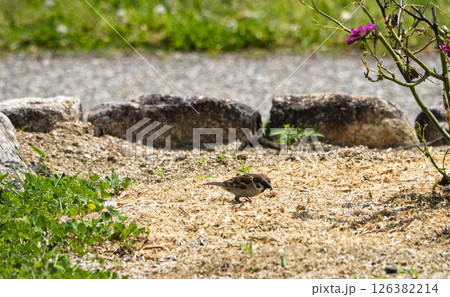 地面のスズメ 126382214