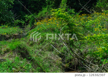ひっそりと自生する兵庫県丹波市市島町に咲く立金花 ひっそりと自生する兵庫県丹波市市島町に咲く立金花 126382307