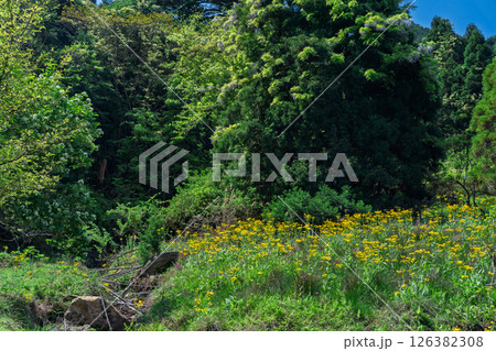 ひっそりと自生する兵庫県丹波市市島町に咲く立金花 126382308