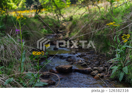 ひっそりと自生する兵庫県丹波市市島町に咲く立金花 126382316