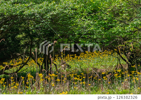 ひっそりと自生する兵庫県丹波市市島町に咲く立金花 126382326