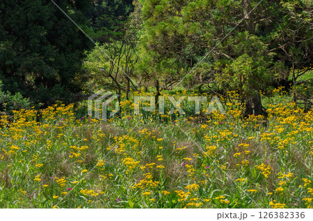 ひっそりと自生する兵庫県丹波市市島町に咲く立金花 126382336