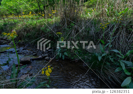 ひっそりと自生する兵庫県丹波市市島町に咲く立金花 126382351