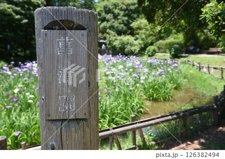 生田緑地 菖蒲園 生田緑地 菖蒲園 126382494