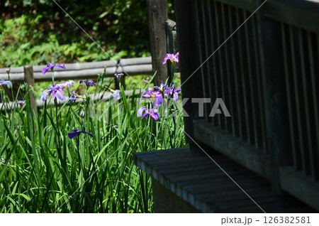 生田緑地　菖蒲園 126382581