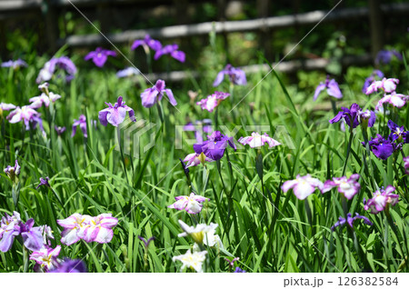 生田緑地　菖蒲園 126382584