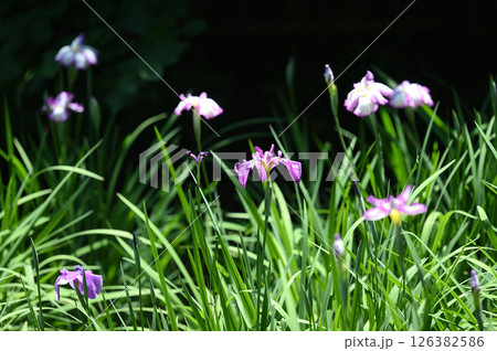 生田緑地　菖蒲園 126382586