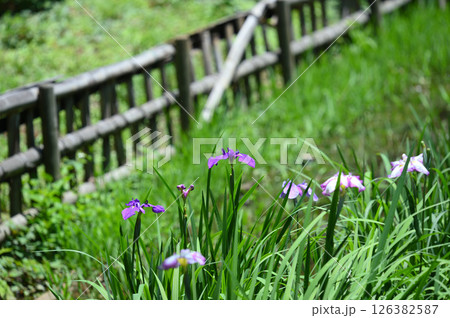 生田緑地　菖蒲園 126382587