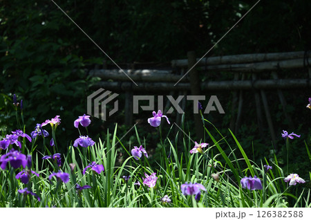 生田緑地　菖蒲園 126382588
