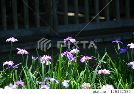 生田緑地 菖蒲園 生田緑地 菖蒲園 126382589