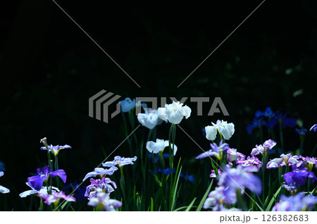 生田緑地　菖蒲園 126382683