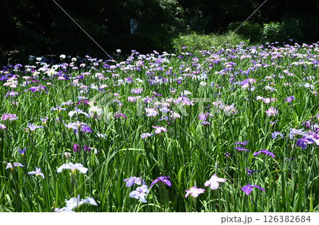 生田緑地 菖蒲園 生田緑地 菖蒲園 126382684