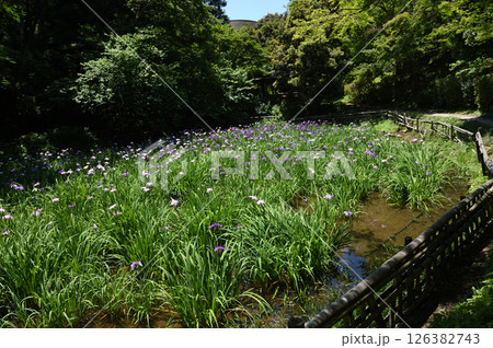 生田緑地　菖蒲園 126382743