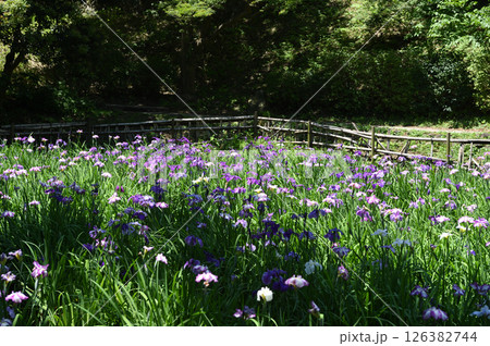 生田緑地　菖蒲園 126382744