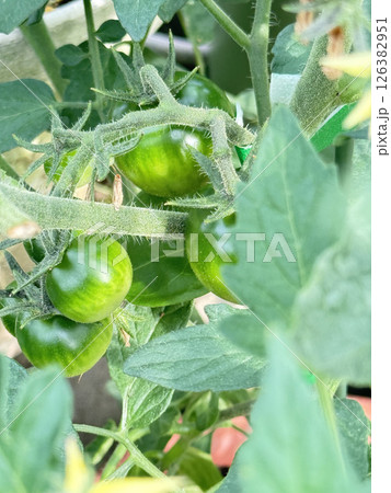 レッドオーレの未熟なトマト 126382951