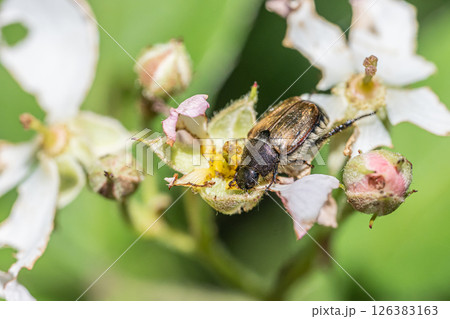 コガネムシ 126383163