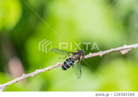 クロヒラタアブ 126383168