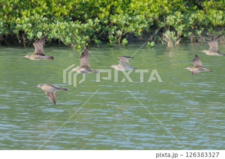 チュウシャクシギの群れ 飛ぶ チュウシャクシギの群れ 飛ぶ 126383327