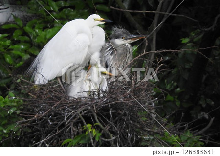 鷺の群れ[ダイサギ親子とアオサギ](Gathering of herons) 126383631