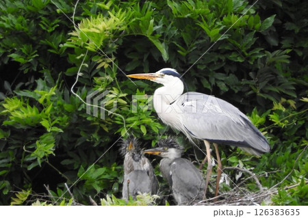 可愛すぎる、アオサギの親子(Too cute ! grey heron ) 126383635