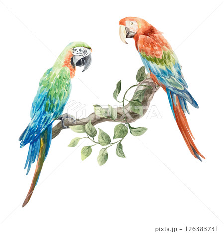 Macaw parrots sitting on a branch. Blue and red bird, watercolor. Hand drawn vector illustration. For postcards, invitations, summer big banners, posters, labels. 126383731