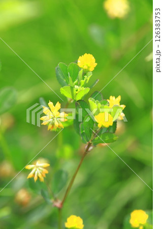 かわいい米粒詰草（コメツブツメクサ） 126383753