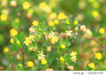 かわいい米粒詰草(コメツブツメクサ) かわいい米粒詰草(コメツブツメクサ) 126383754