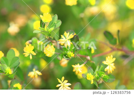 かわいい米粒詰草(コメツブツメクサ) かわいい米粒詰草(コメツブツメクサ) 126383756