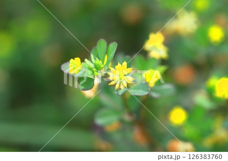 かわいい米粒詰草(コメツブツメクサ) かわいい米粒詰草(コメツブツメクサ) 126383760