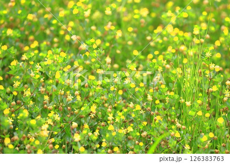 かわいい米粒詰草(コメツブツメクサ) かわいい米粒詰草(コメツブツメクサ) 126383763