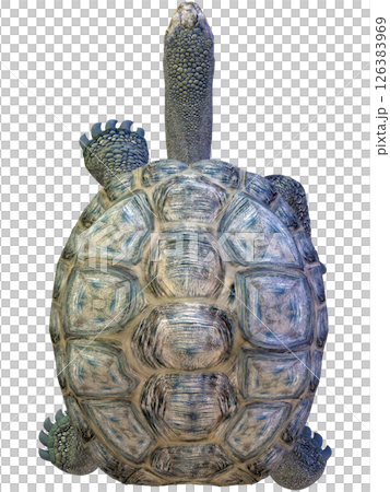 Giant tortoise 126383969