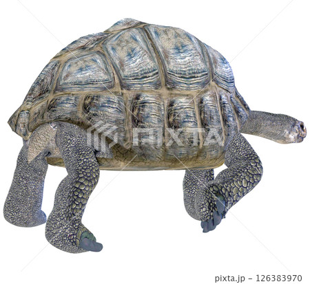ゾウガメ 126383970