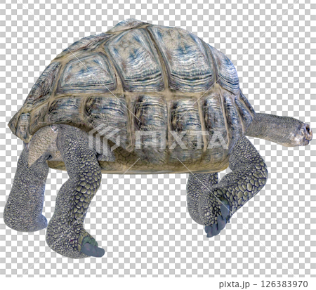 ゾウガメ 126383970