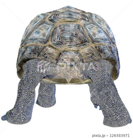 ゾウガメ 126383971