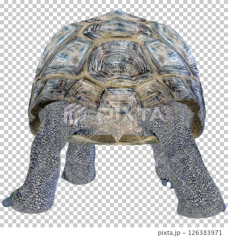 ゾウガメ 126383971