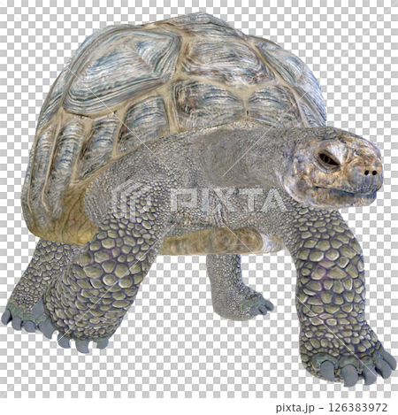 巨龜 巨龜 126383972