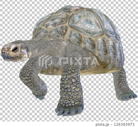 ゾウガメ 126383973