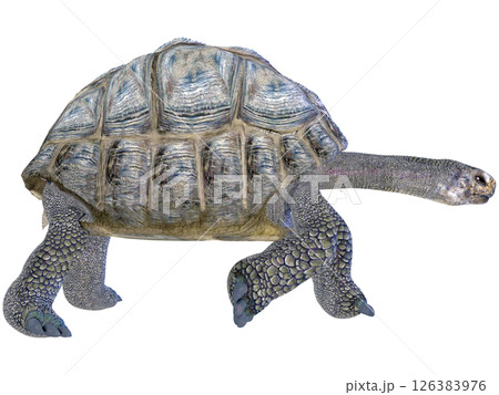 ゾウガメ 126383976