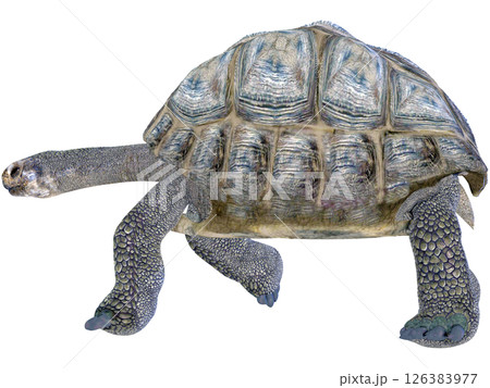 ゾウガメ 126383977
