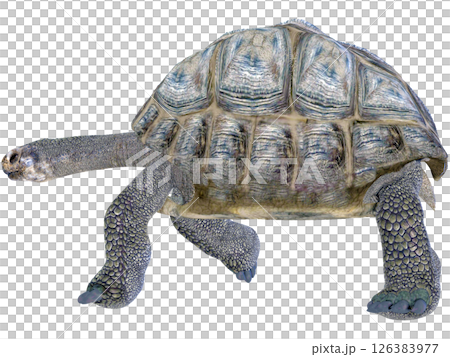 ゾウガメ 126383977