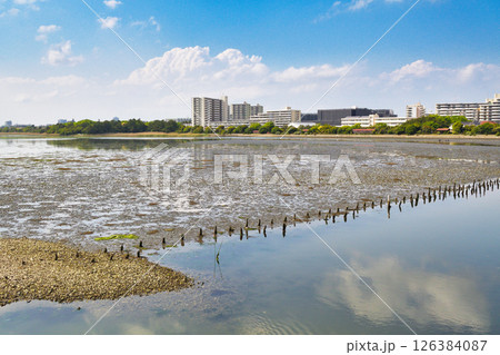 谷津干潟(千葉県習志野市) 谷津干潟(千葉県習志野市) 126384087