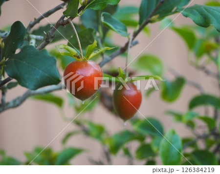 観賞用の小さな柿　姫柿 126384219