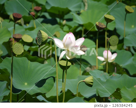 蓮 蓮 126384245