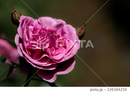 多くの人々の心を癒す色とりどりに咲き誇るバラの花たち 多くの人々の心を癒す色とりどりに咲き誇るバラの花たち 126384250