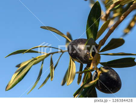 Olive branches laden with ripe fruit bask under a clear blue sky in warm sunlight. Generative AI 126384428