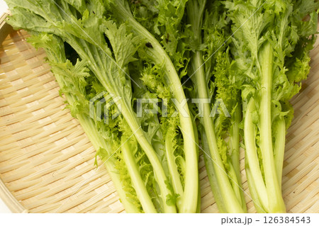 獲れたてわさび菜 獲れたてわさび菜 126384543