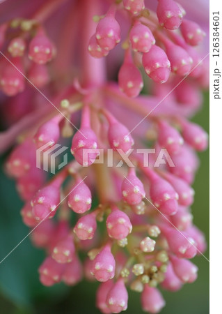 メディニラ・マグニフィカの花の蕾 メディニラ・マグニフィカの花の蕾 126384601