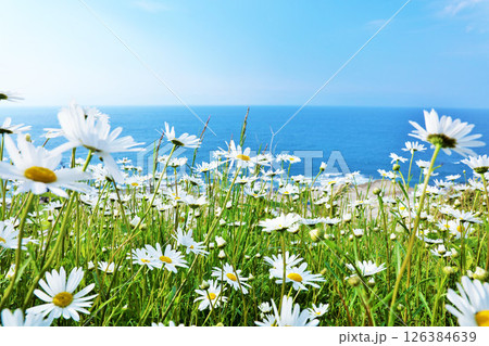 石川県 能登半島からの海とマーガレット 石川県 能登半島からの海とマーガレット 126384639